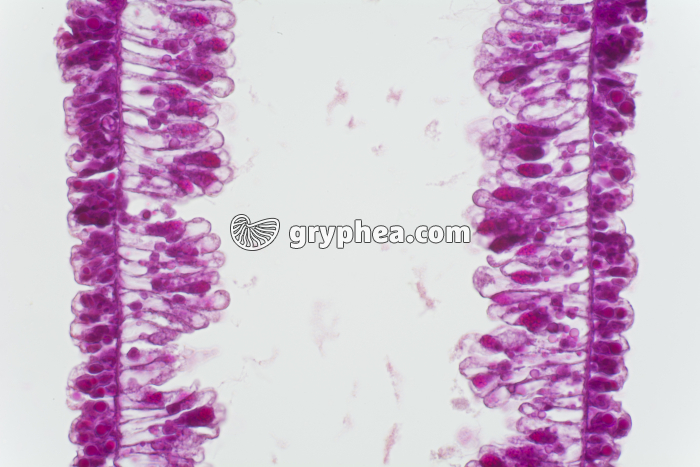 Hydre CL x100 - gryphea.org